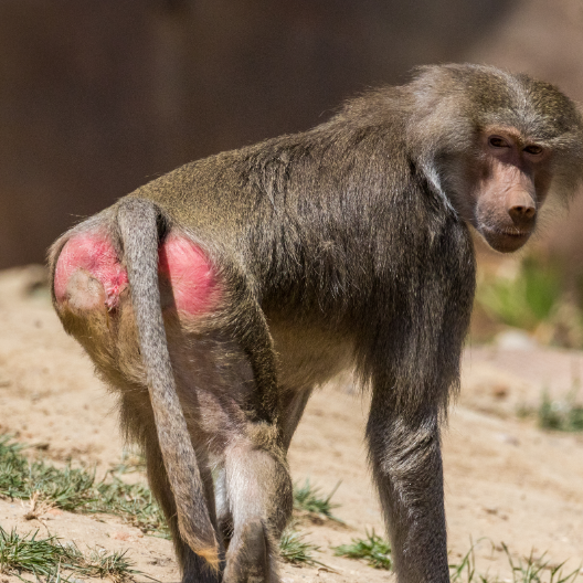 A baboon with red patches on rump.