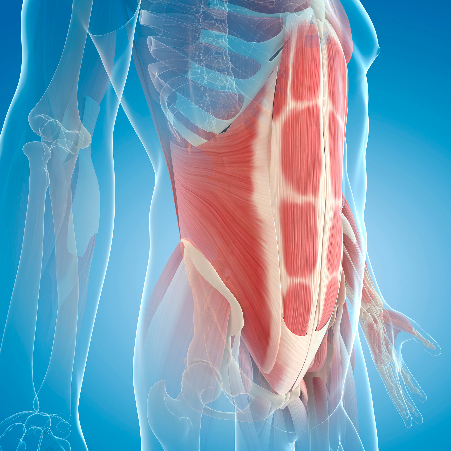 Anatomical colored rendering of core muscles.